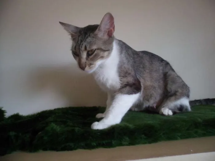Gato ra a SRD idade 1 ano nome Loudes