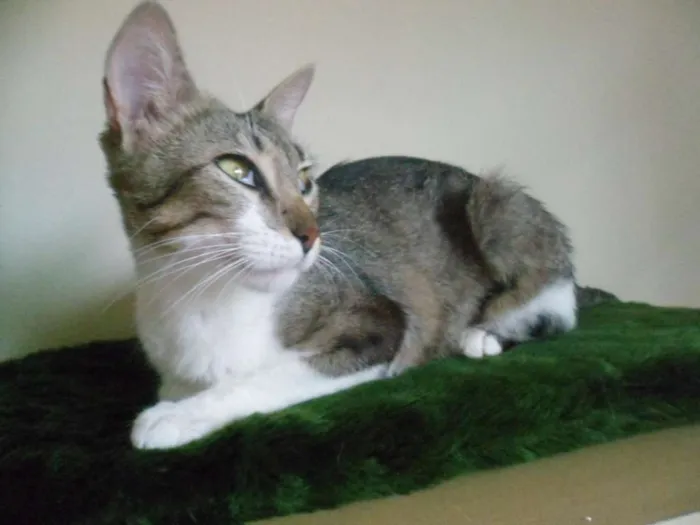 Gato ra a SRD idade 1 ano nome Loudes