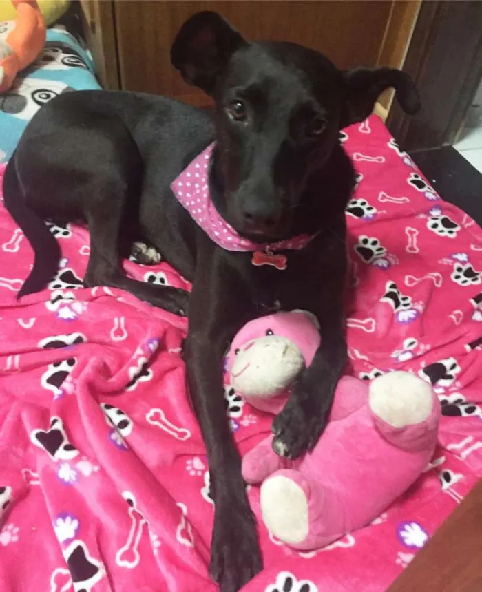 Cachorro ra a SRD idade 2 anos nome Cindy