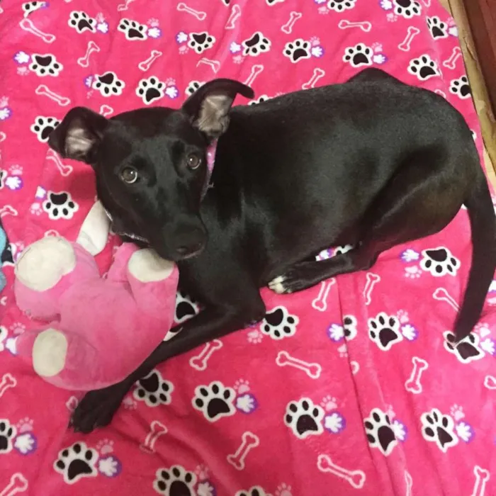 Cachorro ra a SRD idade 2 anos nome Cindy