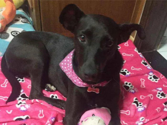 Cachorro ra a SRD idade 2 anos nome Cindy