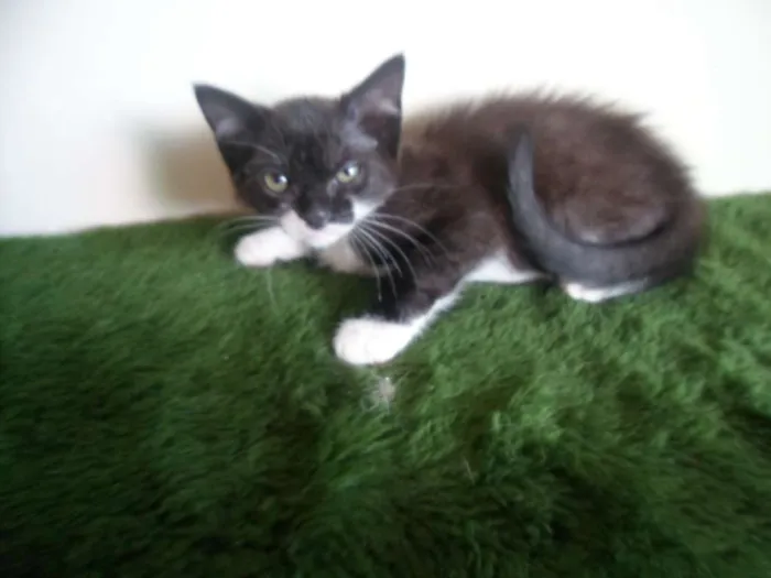 Gato ra a SRD idade 2 a 6 meses nome Luzia