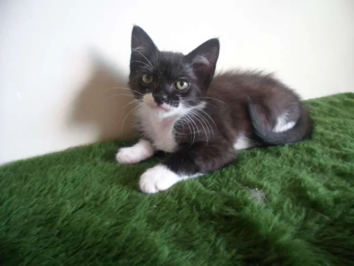 Gato ra a SRD idade 2 a 6 meses nome Luzia