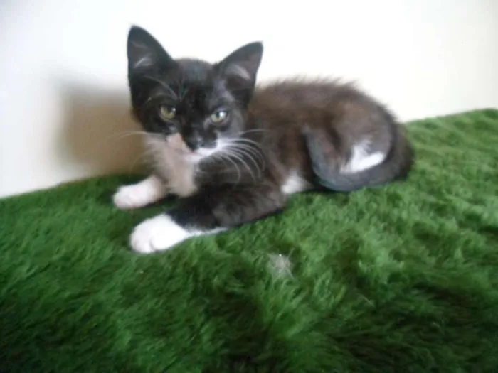 Gato ra a SRD idade 2 a 6 meses nome Luzia