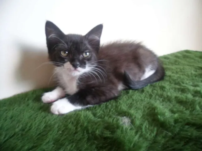 Gato ra a SRD idade 2 a 6 meses nome Luzia