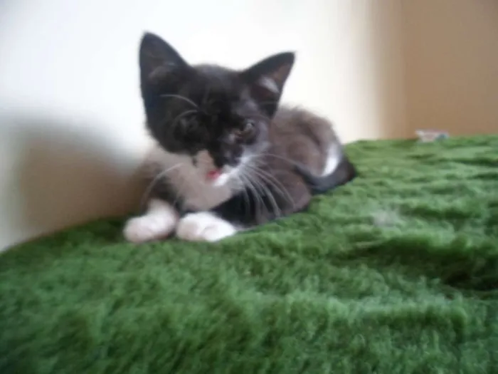 Gato ra a SRD idade 2 a 6 meses nome Luzia