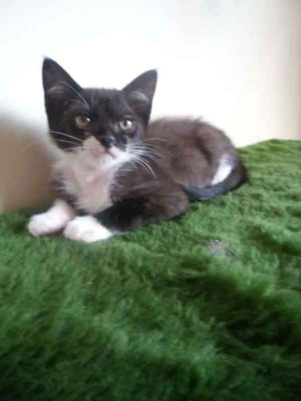 Gato ra a SRD idade 2 a 6 meses nome Luzia