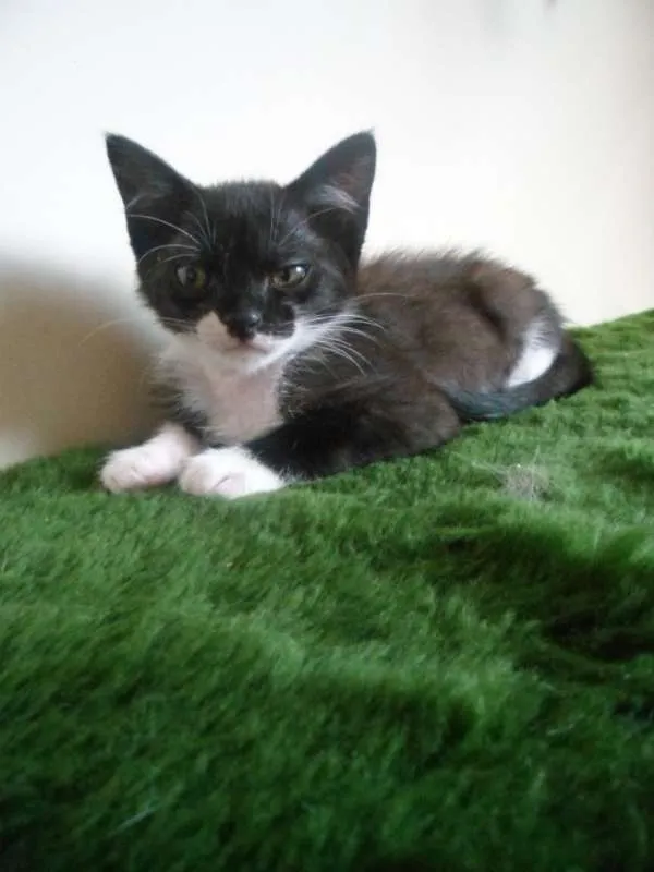 Gato ra a SRD idade 2 a 6 meses nome Luzia