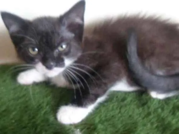 Gato ra a SRD idade 2 a 6 meses nome Luzia