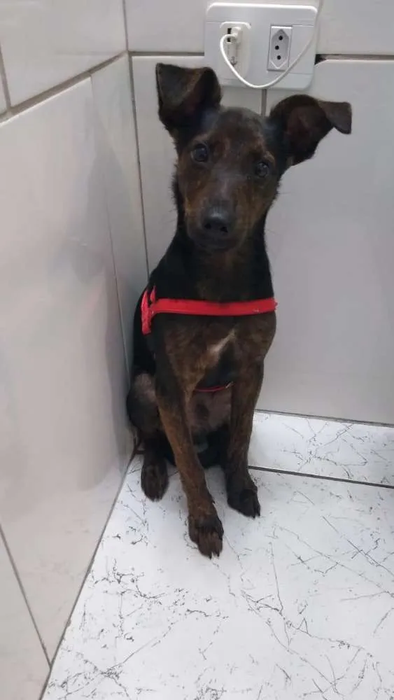 Cachorro raça SRD idade 2 a 6 meses nome Matheus