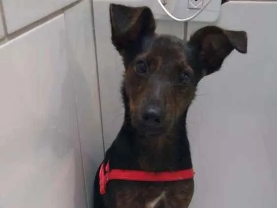 Cachorro raça SRD idade 2 a 6 meses nome Matheus