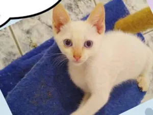 Gato raça SRD  idade 2 a 6 meses nome Miucho