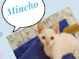 Miucho