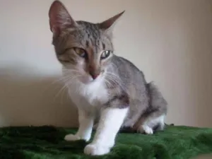 Gato raça SRD idade 1 ano nome Loudes