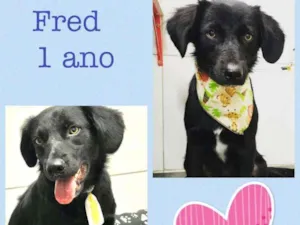 Cachorro raça srd idade 1 ano nome FRED