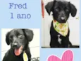 FRED