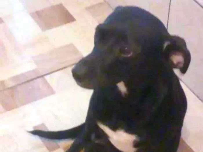 Cachorro ra a Srd idade 2 anos nome Neguinha