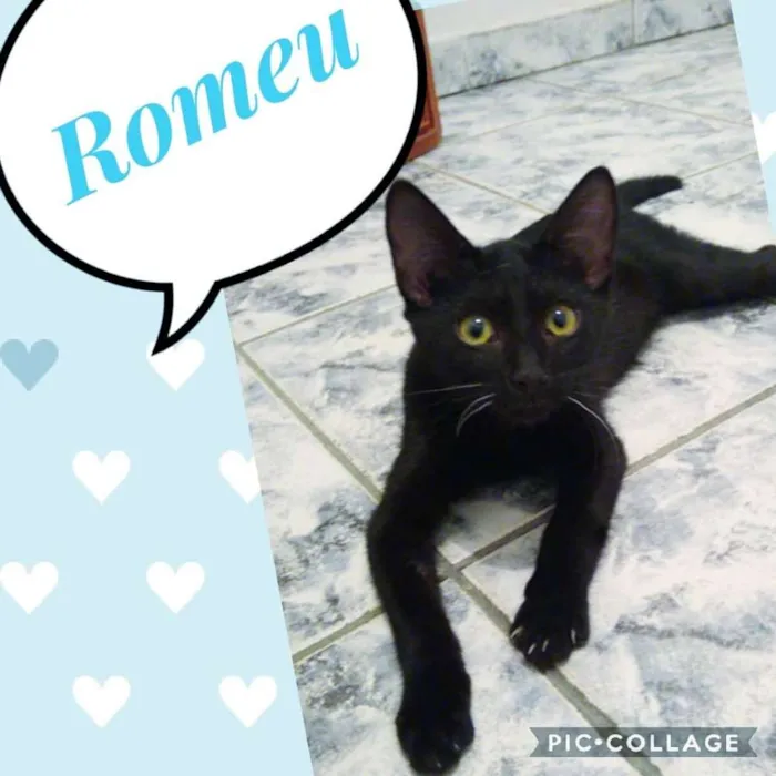 Gato ra a SRD  idade 2 a 6 meses nome Romeu