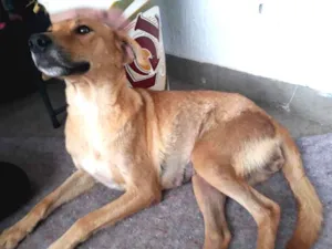 Cachorro raça SRD idade 2 anos nome Princesa