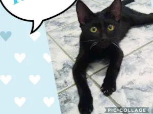 Gato raça SRD  idade 2 a 6 meses nome Romeu