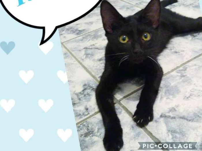 Gato ra a SRD  idade 2 a 6 meses nome Romeu