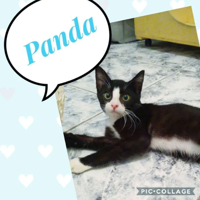 Gato ra a SRD  idade 2 a 6 meses nome Panda
