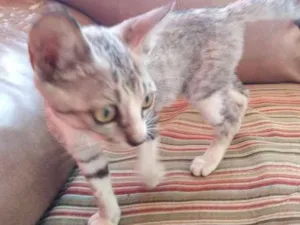 Gato raça Sem raça idade Abaixo de 2 meses nome Vico