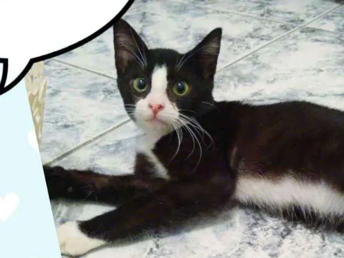 Gato ra a SRD  idade 2 a 6 meses nome Panda