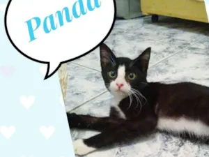 Gato raça SRD  idade 2 a 6 meses nome Panda