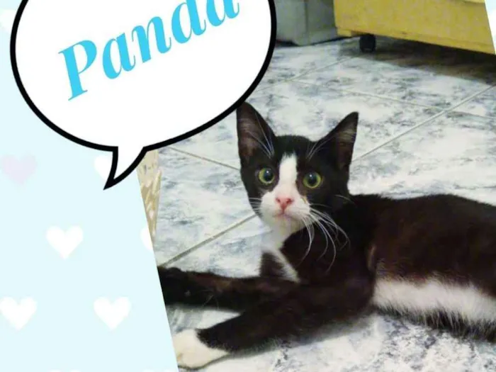 Gato ra a SRD  idade 2 a 6 meses nome Panda