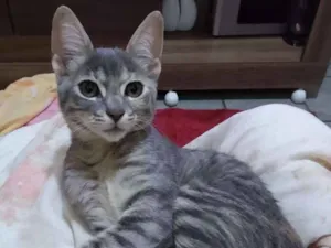 Gato raça SRD idade 7 a 11 meses nome FLORZINHA