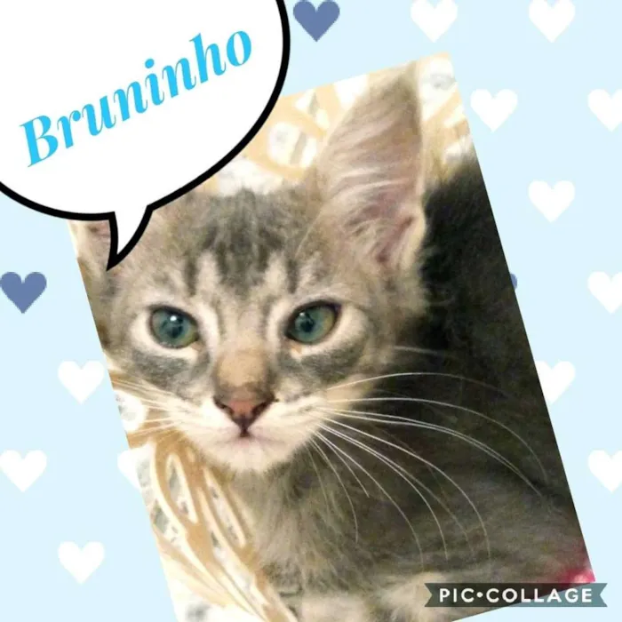 Gato ra a SRD  idade 2 a 6 meses nome Bruninho