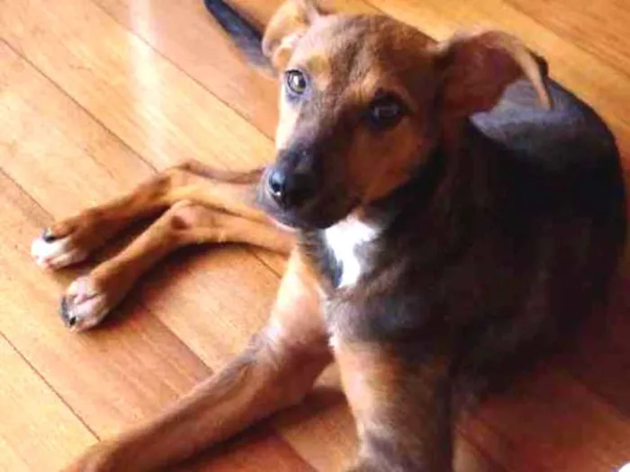 Cachorro ra a SRD idade 1 ano nome Boneca