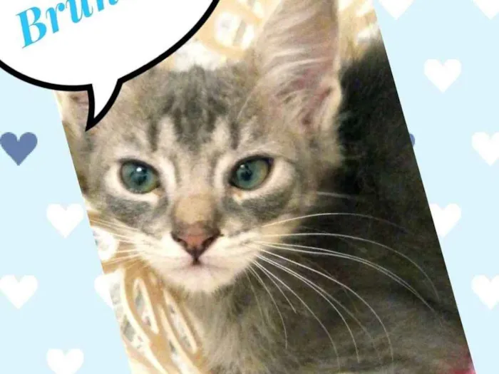 Gato ra a SRD  idade 2 a 6 meses nome Bruninho