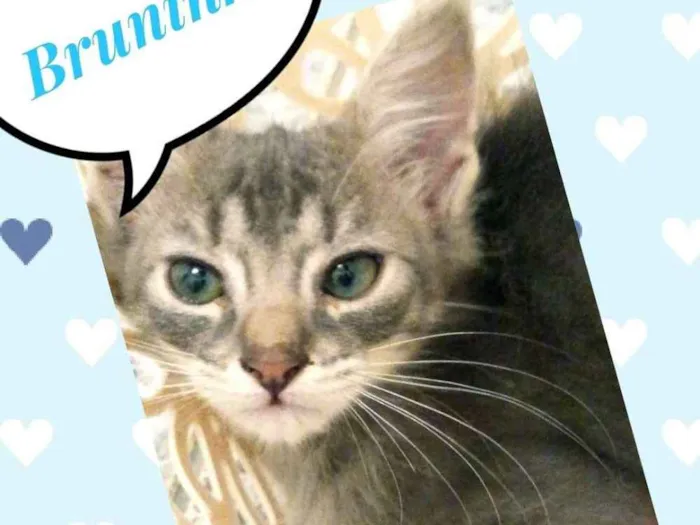 Gato ra a SRD  idade 2 a 6 meses nome Bruninho