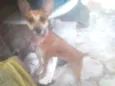 Mel é bela
