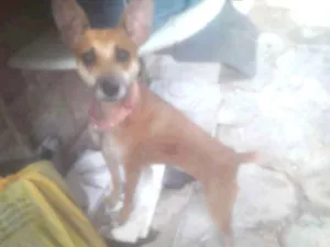 Cachorro raça Vira-lata idade 2 anos nome Mel é bela