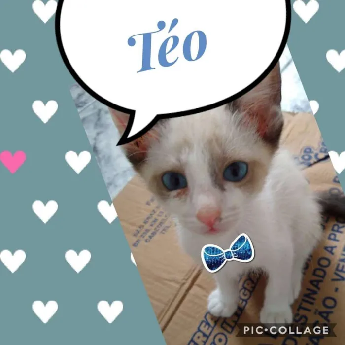 Gato ra a SRD  idade 2 a 6 meses nome Téo