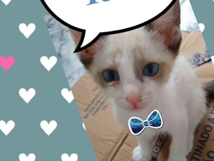 Gato ra a SRD  idade 2 a 6 meses nome Téo