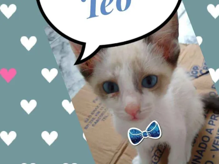 Gato ra a SRD  idade 2 a 6 meses nome Téo