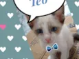 Téo