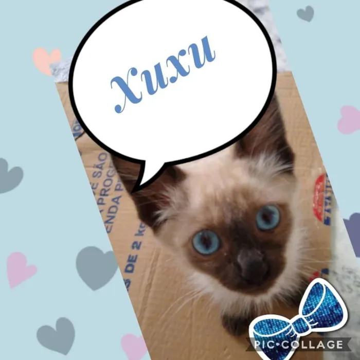 Gato ra a Siames pelo longo idade 2 a 6 meses nome Xuxu