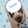 Xuxu