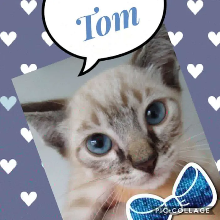Gato ra a Siames idade 2 a 6 meses nome Tom