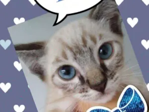 Gato raça Siames idade 2 a 6 meses nome Tom