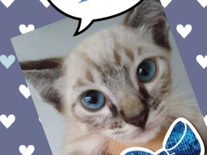 Gato ra a Siames idade 2 a 6 meses nome Tom