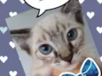 Tom