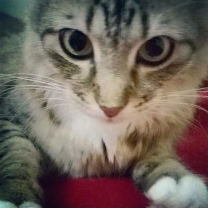 Gato ra a Sem raça  idade 6 ou mais anos nome Max