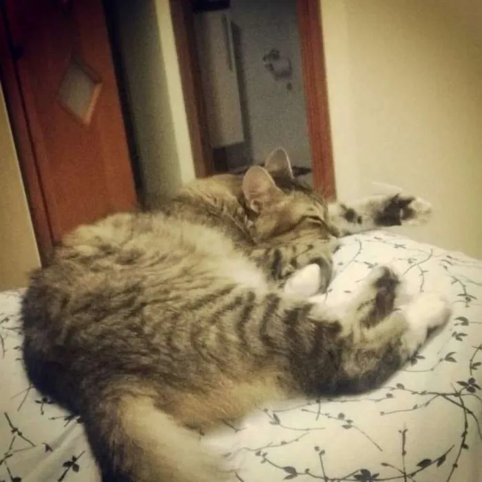 Gato ra a Sem raça  idade 6 ou mais anos nome Max