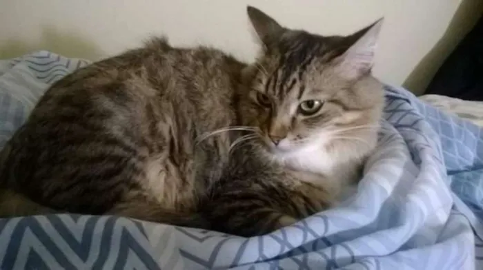 Gato ra a Sem raça  idade 6 ou mais anos nome Max